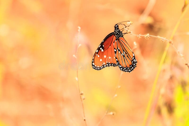 Mariposa de la reina fotos de archivo Mariposa de la reina fotos de archivo
