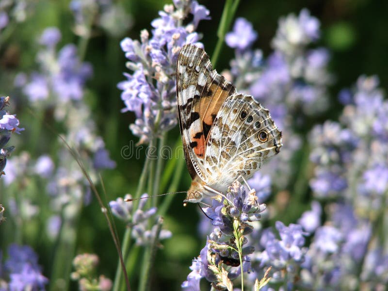 Mariposa de las hembras de Vanesa de la familia de Nymphalid fotografía de archivo libre de regalías Mariposa de las hembras de Vanesa de la familia de Nymphalid fotografía de archivo libre de regalías