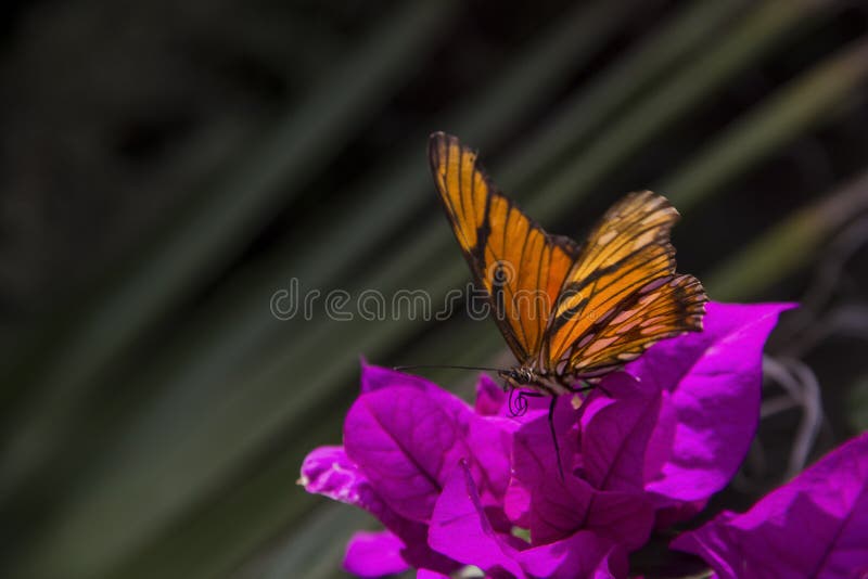 Mariposas Monarca Fotos de stock Fotos libres de regalías de Dreamstime