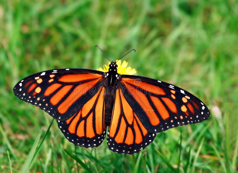 Mariposa de monarca