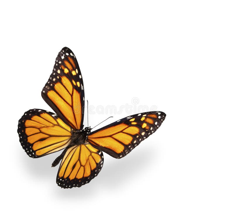 Mariposa de monarca aislada en blanco con el sábalo suave