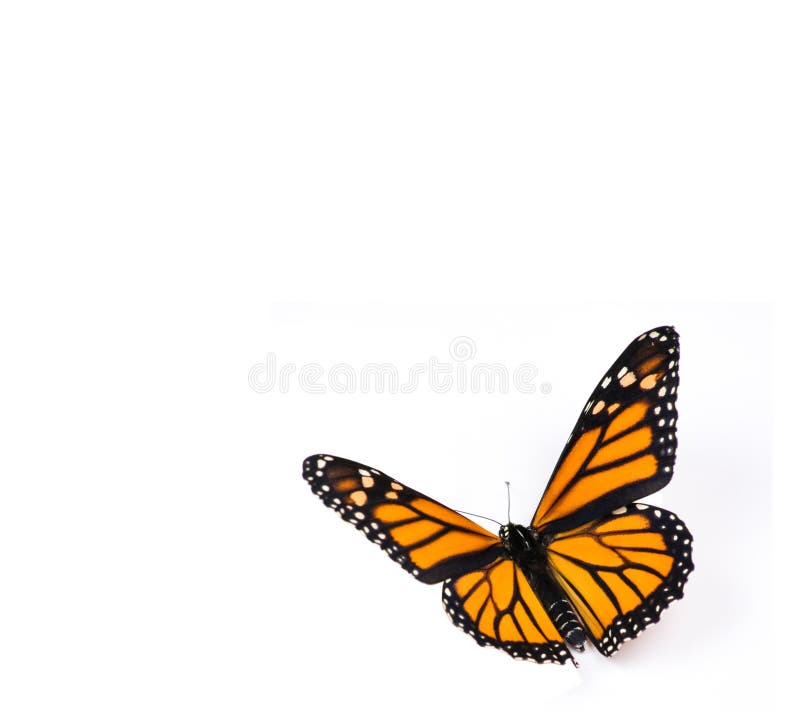 Mariposa de monarca en blanco