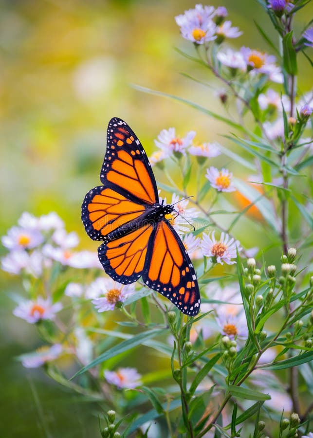 Mariposa monarca sobre una flor en verano imágenes de archivo libres de regalías