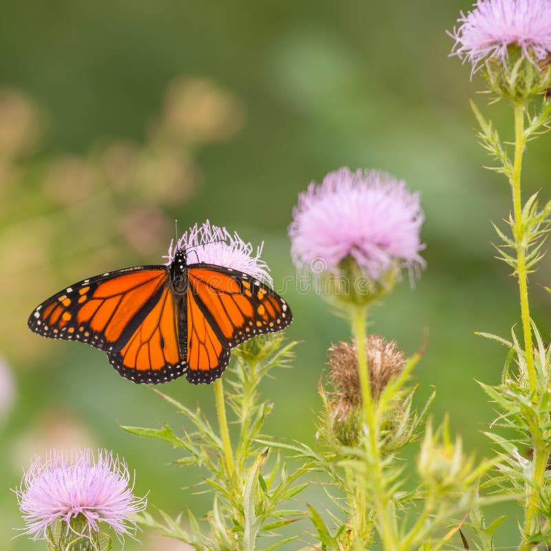 Mariposa de monarca en wildflower púrpura en Theodore Wirth Park en Minneapolis, Minnesota fotografía de archivo libre de regalías Mariposa de monarca en wildflower púrpura en Theodore Wirth Park en Minneapolis, Minnesota fotografía de archivo libre de regalías