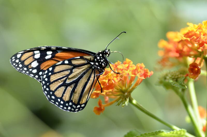 Mariposa de monarca que introduce en la flor imágenes de archivo libres de regalías Mariposa de monarca que introduce en la flor imágenes de archivo libres de regalías