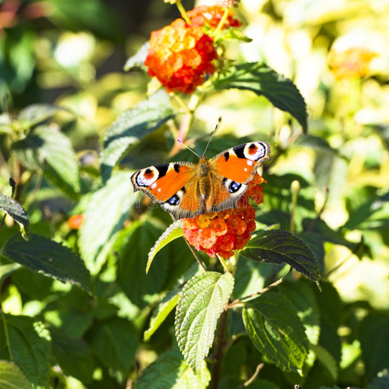 Mariposa de pavo real en Lantana anaranjado fotos de archivo libres de regalías Mariposa de pavo real en Lantana anaranjado fotos de archivo libres de regalías
