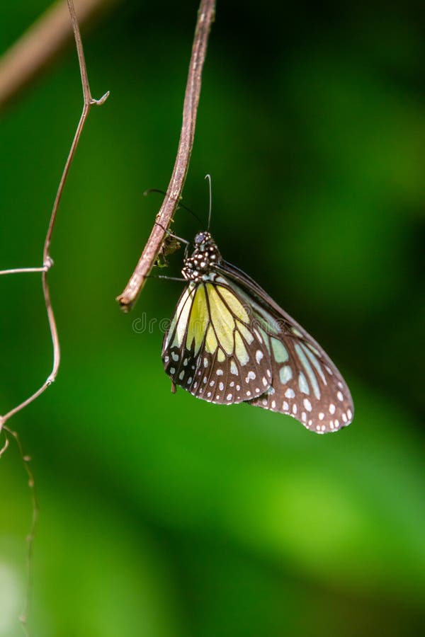 Mariposa de tigre glaseado azul Ceilón foto de archivo libre de regalías Mariposa de tigre glaseado azul Ceilón foto de archivo libre de regalías