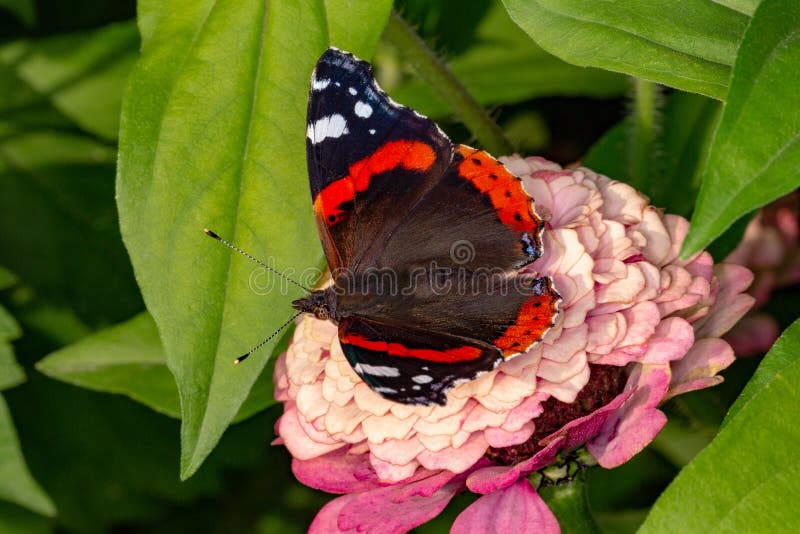 Mariposa del almirante en una flor imagenes de archivo Mariposa del almirante en una flor imagenes de archivo