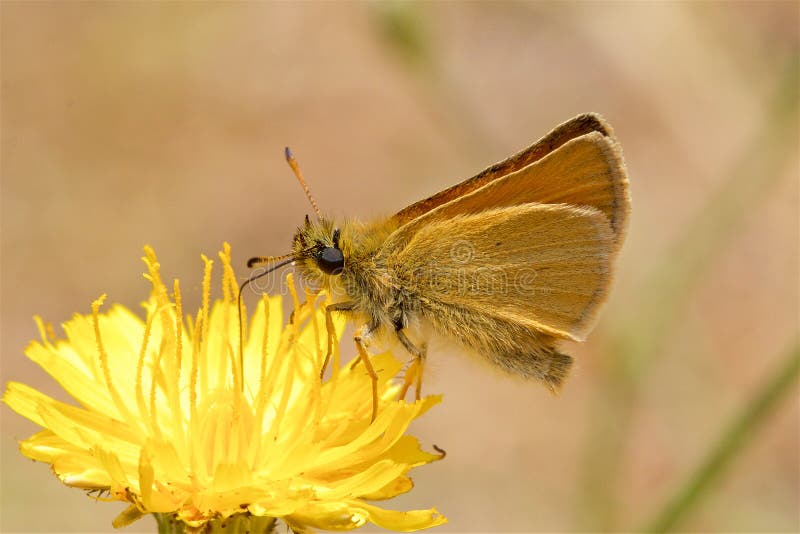 Mariposa del capitán de Essex que alimenta en una flor fotos de archivo libres de regalías Mariposa del capitán de Essex que alimenta en una flor fotos de archivo libres de regalías