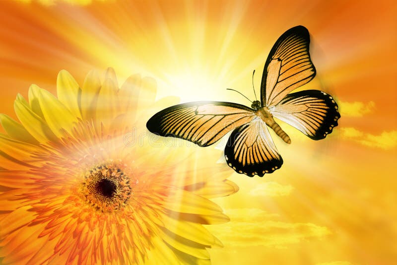 Mariposa del cielo de Sun de la flor