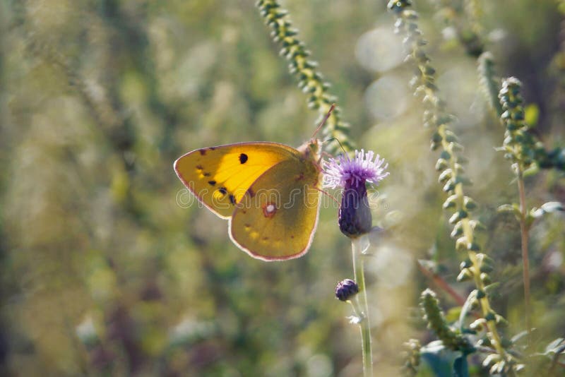 Mariposa del croceus de Colias en una flor del cardo fotos de archivo libres de regalías Mariposa del croceus de Colias en una flor del cardo fotos de archivo libres de regalías
