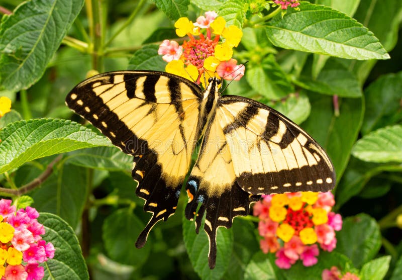 Mariposa del este amarilla y negra hermosa de Tiger Swallowtail foto de archivo libre de regalías Mariposa del este amarilla y negra hermosa de Tiger Swallowtail foto de archivo libre de regalías
