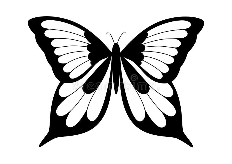 Mariposa elegante blanco y negro