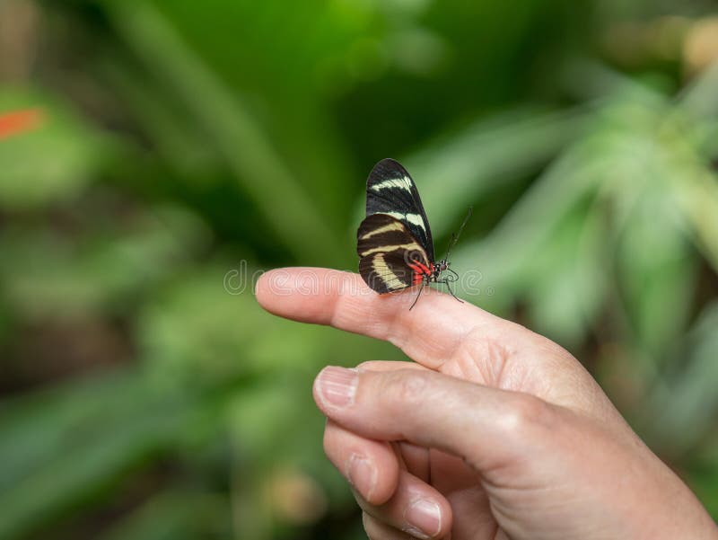Mariposa en el jardín imágenes de archivo libres de regalías Mariposa en el jardín imágenes de archivo libres de regalías