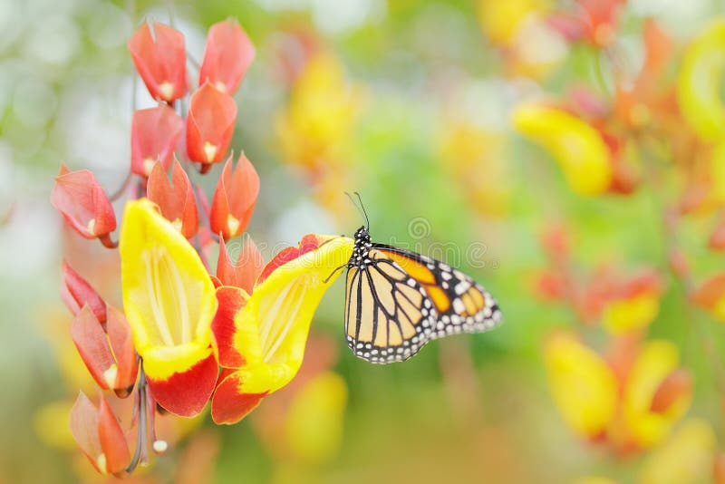 Mariposa en flores anaranjadas Monarca, plexippus del Danaus, mariposa en hábitat de la naturaleza Insecto agradable de México Op foto de archivo Mariposa en flores anaranjadas Monarca, plexippus del Danaus, mariposa en hábitat de la naturaleza Insecto agradable de México Op foto de archivo