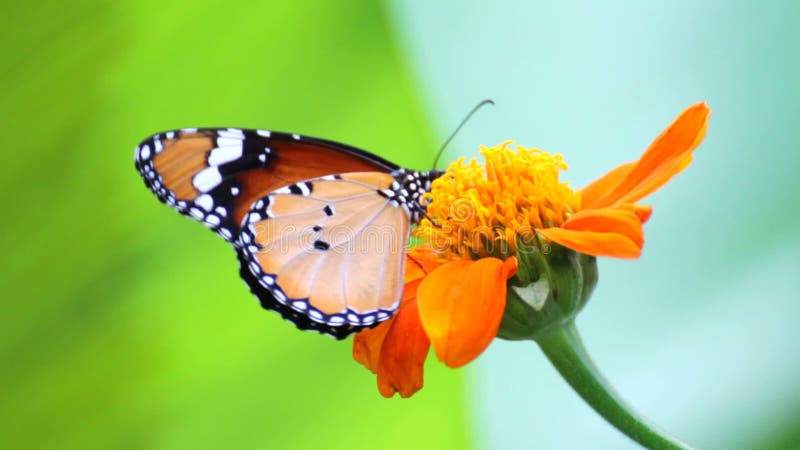 Mariposa en la flor