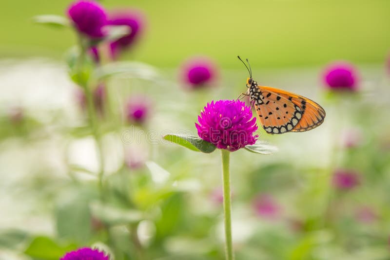 Mariposa en la flor del amaranto de globo imágenes de archivo libres de regalías Mariposa en la flor del amaranto de globo imágenes de archivo libres de regalías