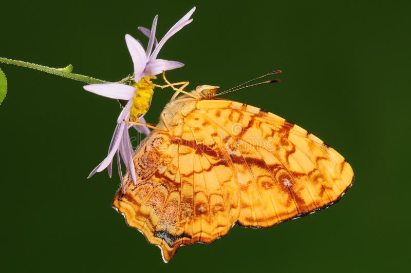 Mariposa en la flor/el liaea/el amarillo de Symbrenthia fotografía de archivo libre de regalías Mariposa en la flor/el liaea/el amarillo de Symbrenthia fotografía de archivo libre de regalías