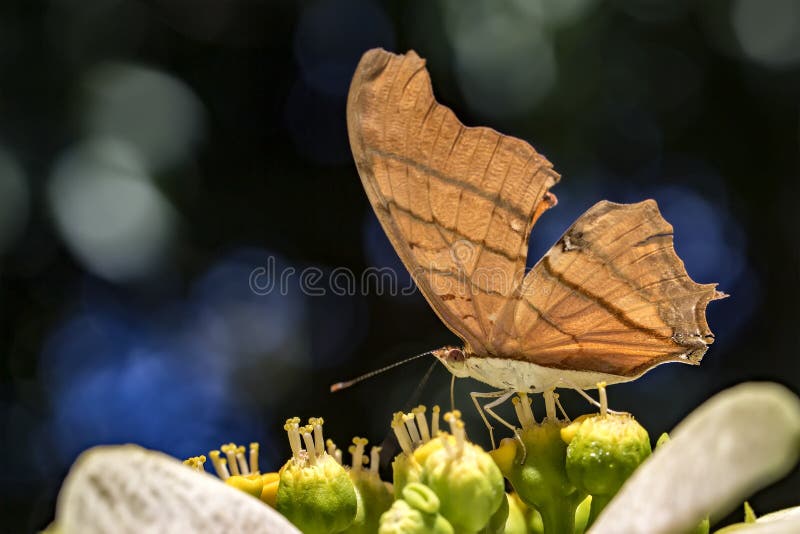 Mariposa en la flor que poliniza cerca para arriba foto de archivo Mariposa en la flor que poliniza cerca para arriba foto de archivo