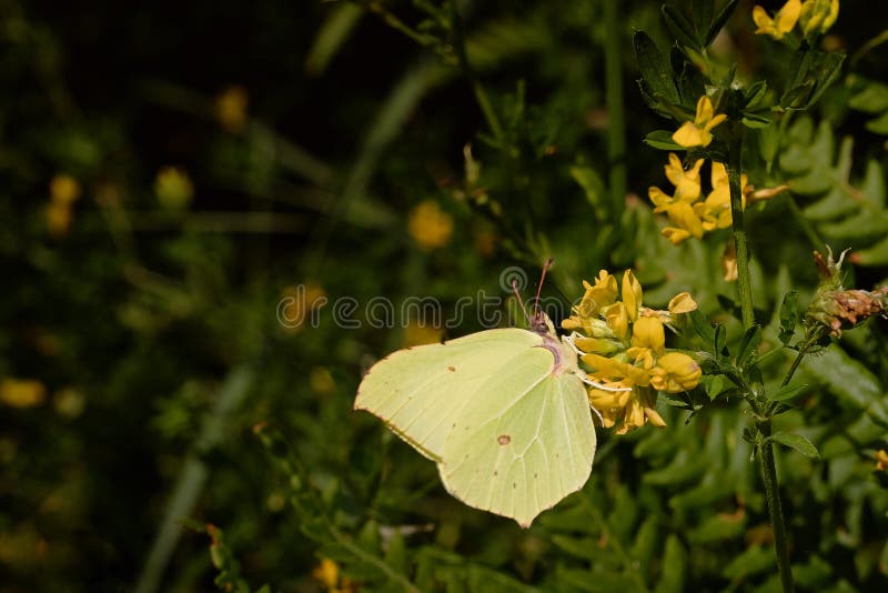 Mariposa en la hoja fotografía de archivo Mariposa en la hoja fotografía de archivo