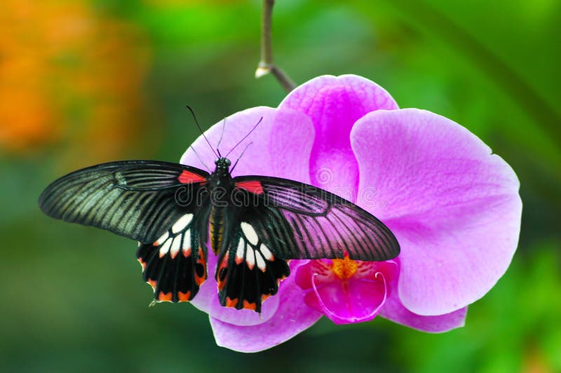Mariposa en orquídea