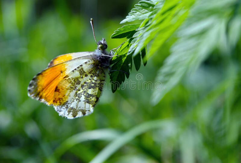 Mariposa en un prado soleado Mariposas de la primavera alas transparentes brillantes imagen de archivo libre de regalías Mariposa en un prado soleado Mariposas de la primavera alas transparentes brillantes imagen de archivo libre de regalías