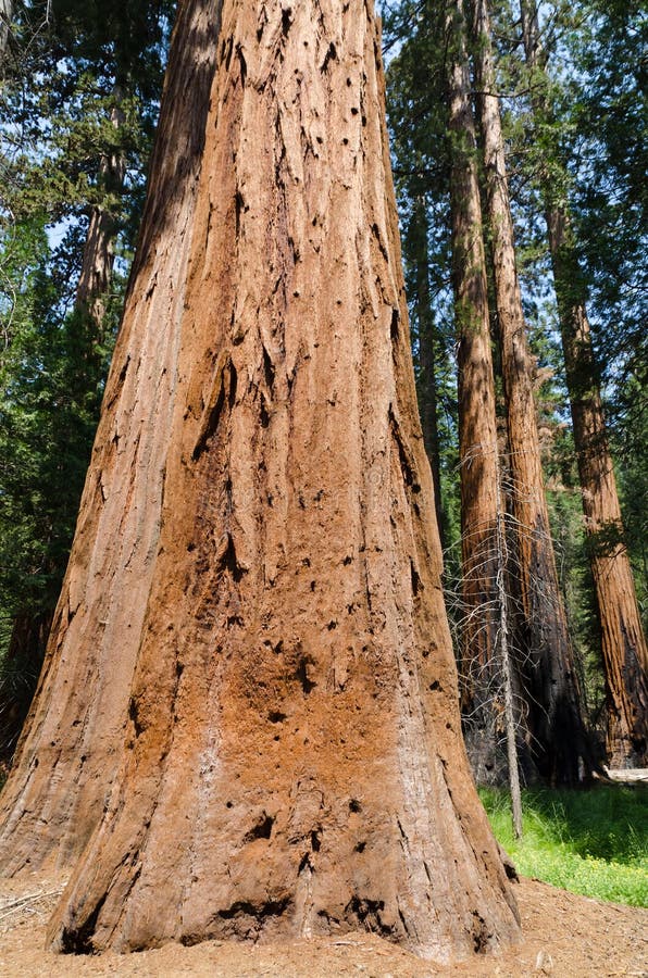 Mariposa Grove Redwoods royalty free stock image Mariposa Grove Redwoods royalty free stock image