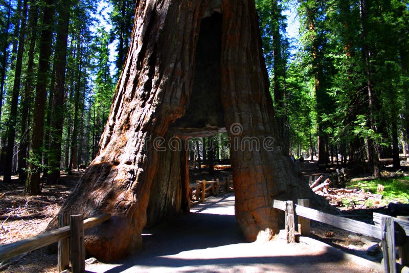 Mariposa Grove, Yosemite National Park