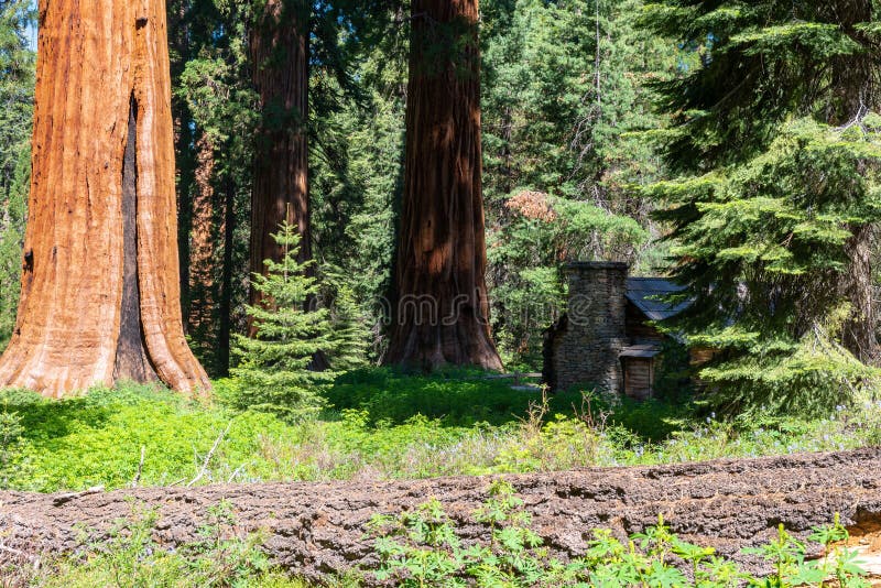 Mariposa Grove, Yosemite Nationalpark, Kalifornien lizenzfreies stockbild Mariposa Grove, Yosemite Nationalpark, Kalifornien lizenzfreies stockbild