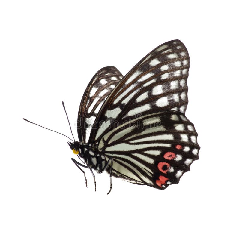 Mariposa hermosa imágenes de archivo libres de regalías Mariposa hermosa imágenes de archivo libres de regalías