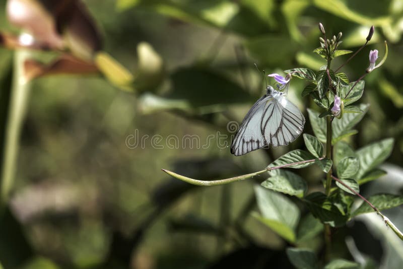 La Mariposa Es Un Insecto Perteneciente Al Orden Lepidoptera / Insecto De Alabeo Foto de archivo
