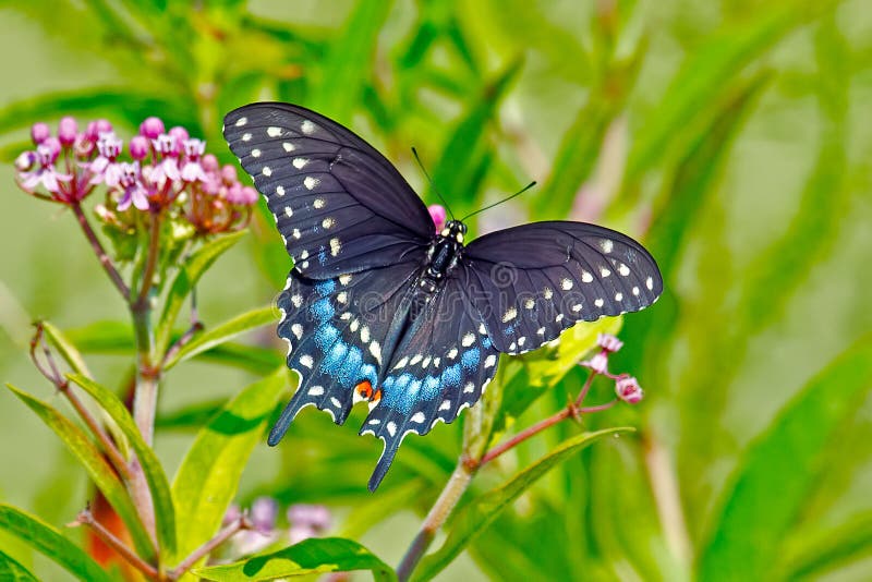 Mariposa negra de Swallowtail fotografía de archivo libre de regalías Mariposa negra de Swallowtail fotografía de archivo libre de regalías
