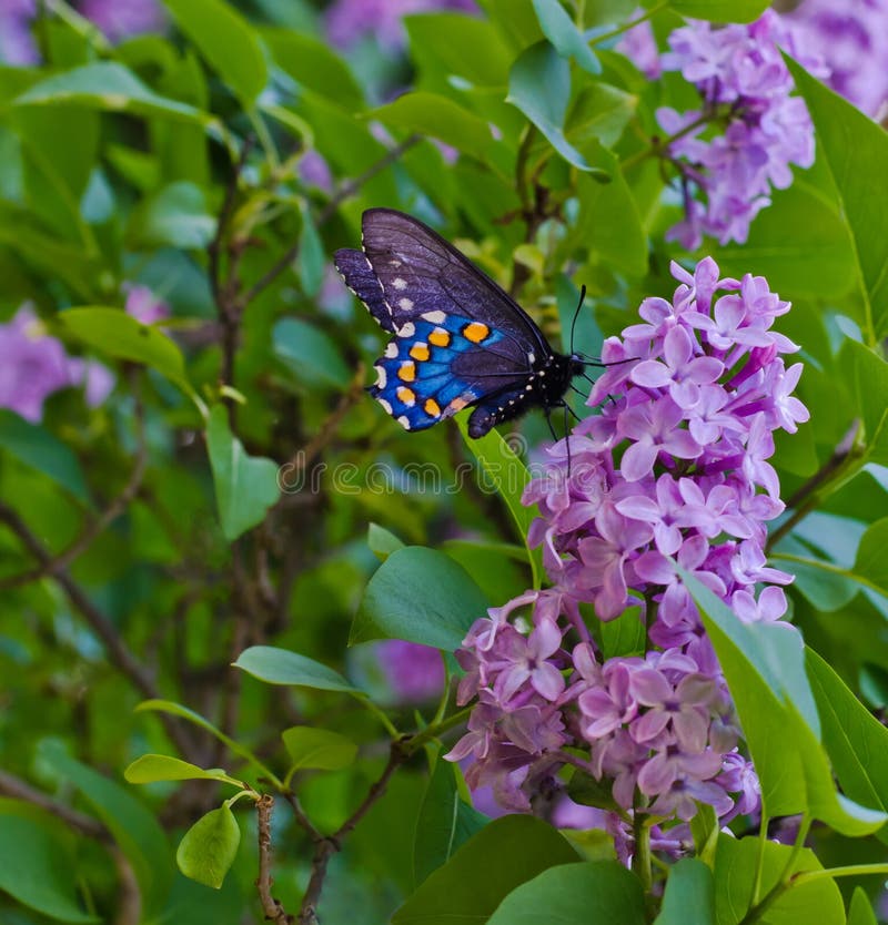 Mariposa Negra De Swallowtail Foto de archivo Imagen de oscuro, mosca