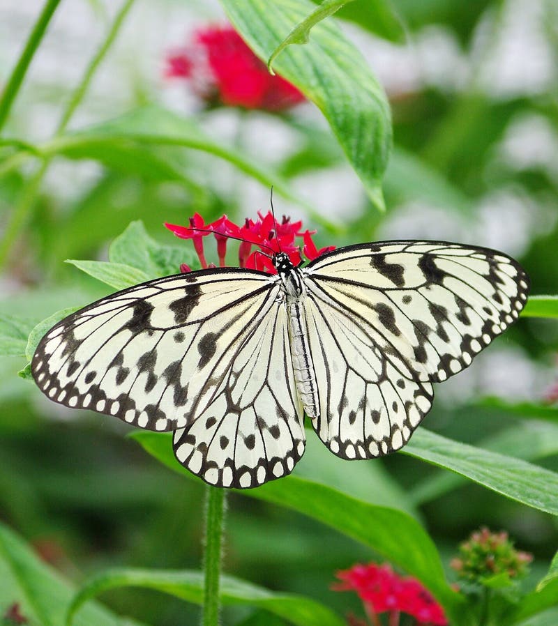 Lista 91+ Foto Qué Significa Ver Una Mariposa Negra Lleno