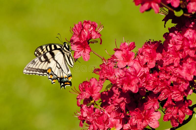 Mariposa Pálida De Swallowtail En Arbustos De La Azalea Imagen de archivo -  Imagen de trazo, alas: 24432281