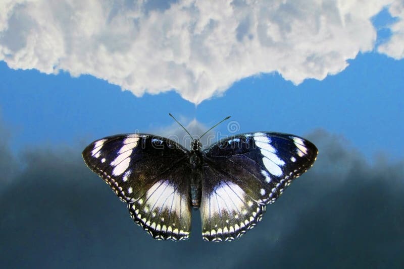 Mariposa Que Vuela Al Cielo Imagen de archivo Imagen de tormenta