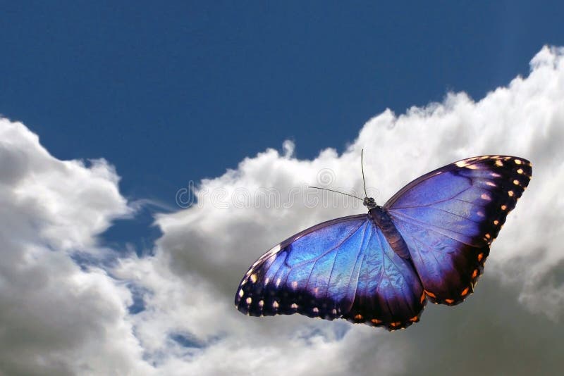 Mariposa Que Vuela Al Cielo Foto de archivo Imagen de wallpaper, nube