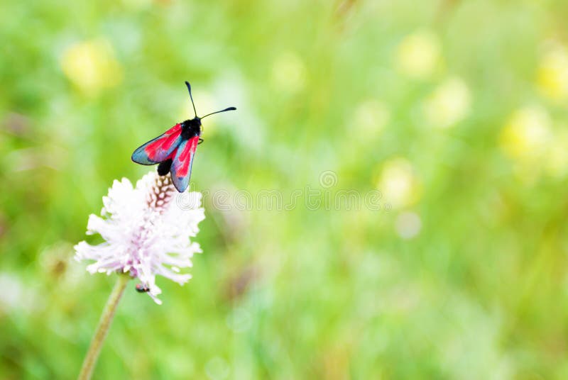 Mariposa roja en el trébol, foto macra fotos de archivo Mariposa roja en el trébol, foto macra fotos de archivo