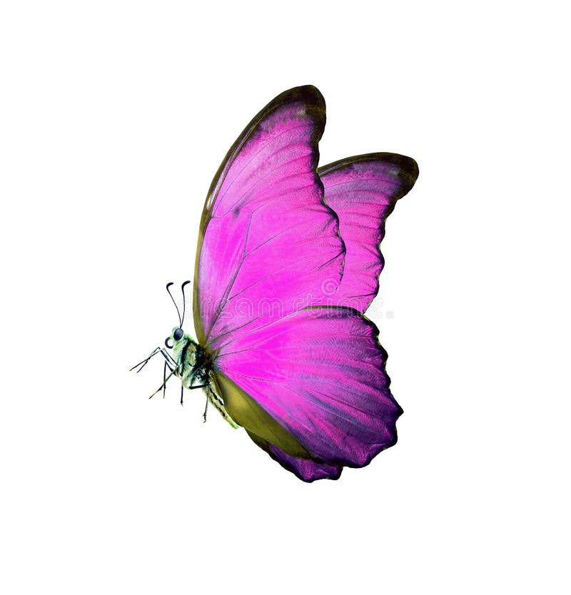 Mariposa rosada brillante del morpho aislada en blanco fotos de archivo Mariposa rosada brillante del morpho aislada en blanco fotos de archivo