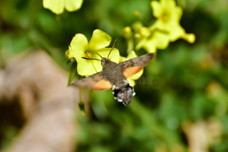 Mariposa smal preciosa que recoge la comida imagen de archivo libre de regalías Mariposa smal preciosa que recoge la comida imagen de archivo libre de regalías