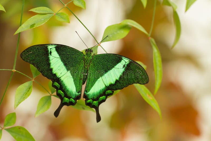 Mariposa tropical que se sienta en el invernadero, República Checa fotos de archivo libres de regalías Mariposa tropical que se sienta en el invernadero, República Checa fotos de archivo libres de regalías