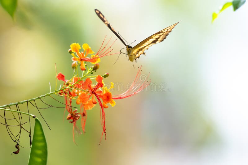 Mariposa volando junto a flores tropicales en iluminación natural suave. imagenes de archivo