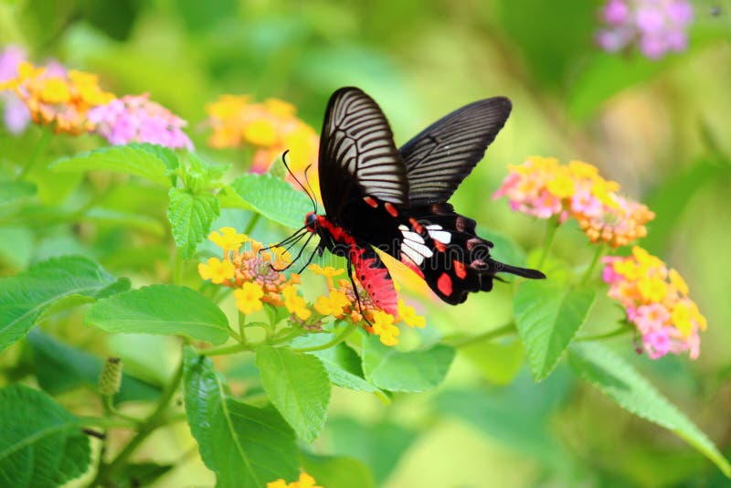 Mariposa y flor foto de archivo. Imagen de tomado, mariposa 115875482