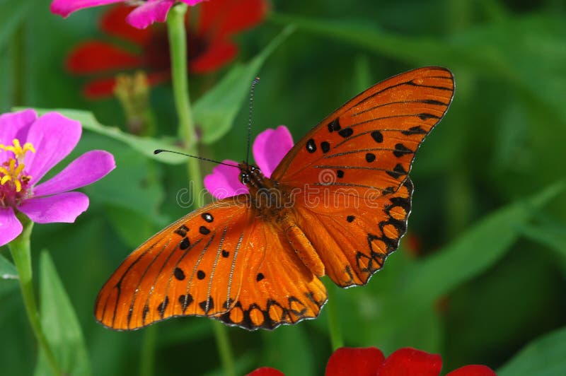 Mariposa En Flores Valensole Países Campos De Lavanda Y Girasoles