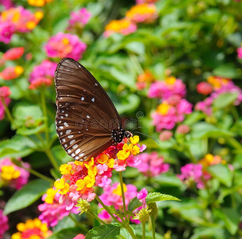 60,995 Mariposa Y Flores Hermosas Fotos de stock Fotos libres de