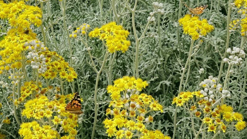 Mariposa y flores amarillas