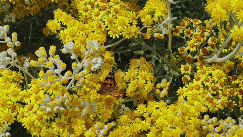 Mariposa y flores amarillas