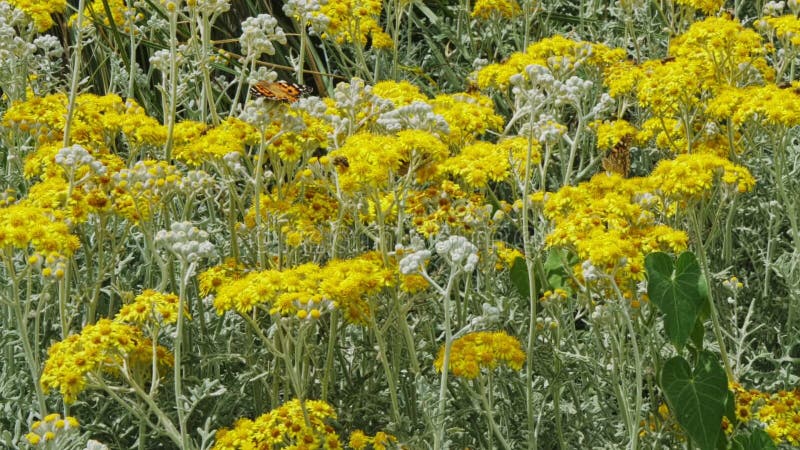 Mariposa y flores amarillas