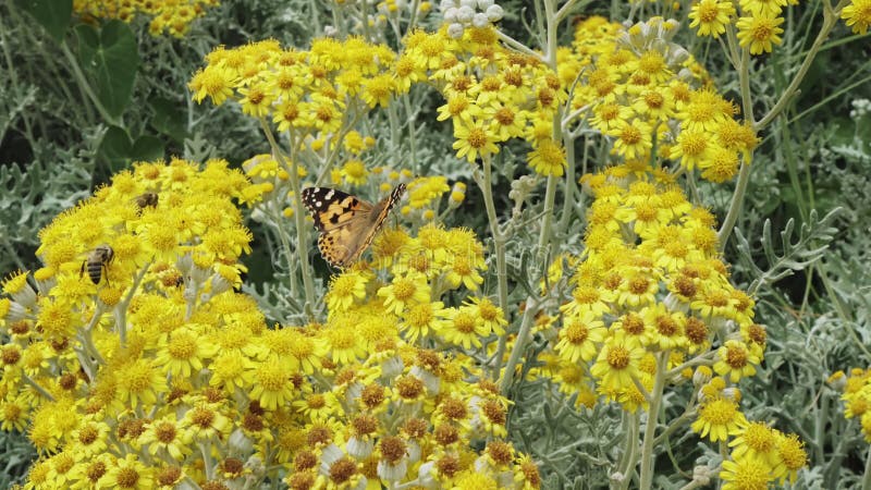 Mariposa y flores amarillas