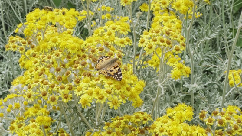 Mariposa y flores amarillas